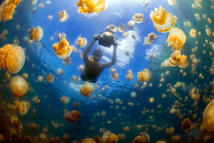 Trải nghiệm bơi giữa biển sứa từ kỷ băng hà khiến dân ưa mạo hiểm thích mê-5