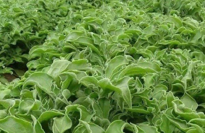 Loại rau hình thù kỳ lạ, giá đắt hơn thịt nhưng vẫn được săn lùng-1