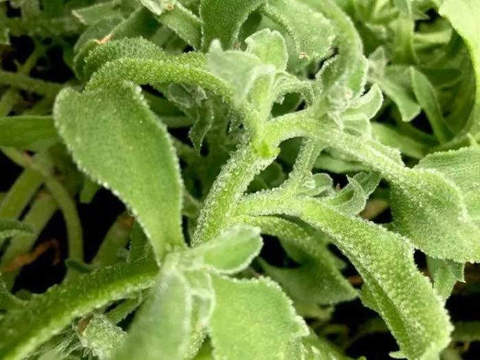 Loại rau hình thù kỳ lạ, giá đắt hơn thịt nhưng vẫn được săn lùng-2