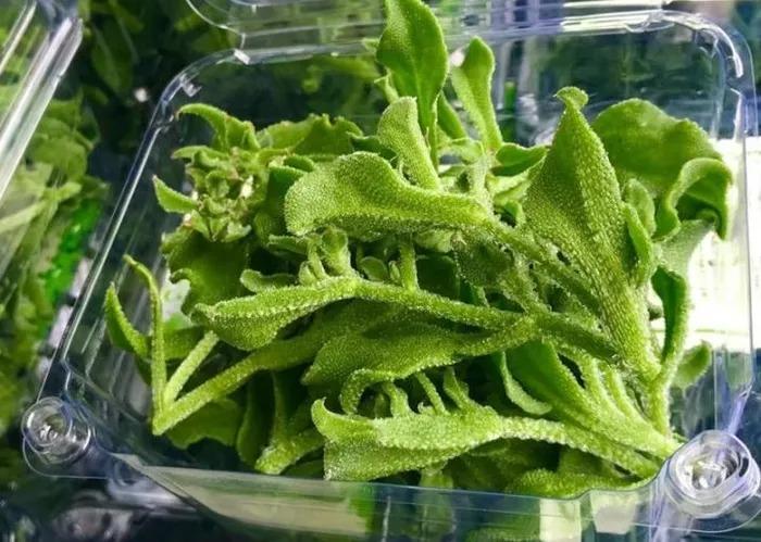 Loại rau hình thù kỳ lạ, giá đắt hơn thịt nhưng vẫn được săn lùng-5
