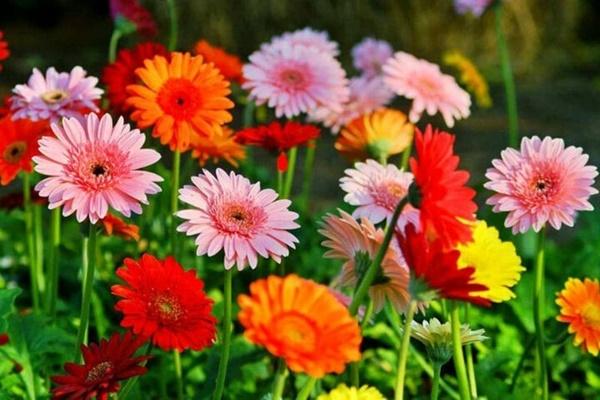 Ý nghĩa phong thủy của hoa đỗ quyên-2