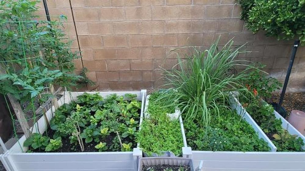 Cận cảnh biệt thự triệu đô 700m2 tại Mỹ của chị đẹp Thu Phương, có cả cây trái quen thuộc ở Việt Nam-9