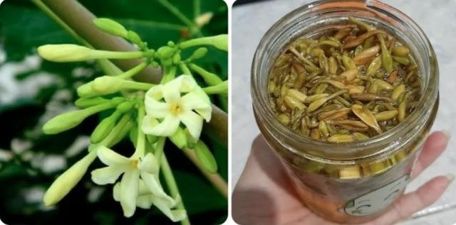 Hoa đu đủ đực ngâm mật ong, dùng theo cách này còn tốt hơn thuốc bổ-1