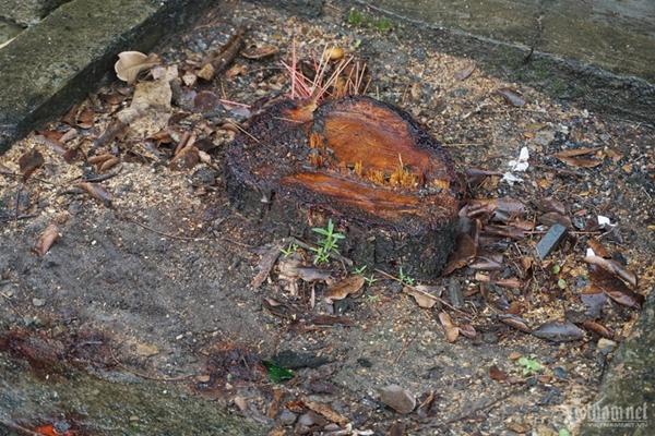 Một công ty phải bồi thường 12 triệu đồng vì đốn cây không báo chủ nhà-1