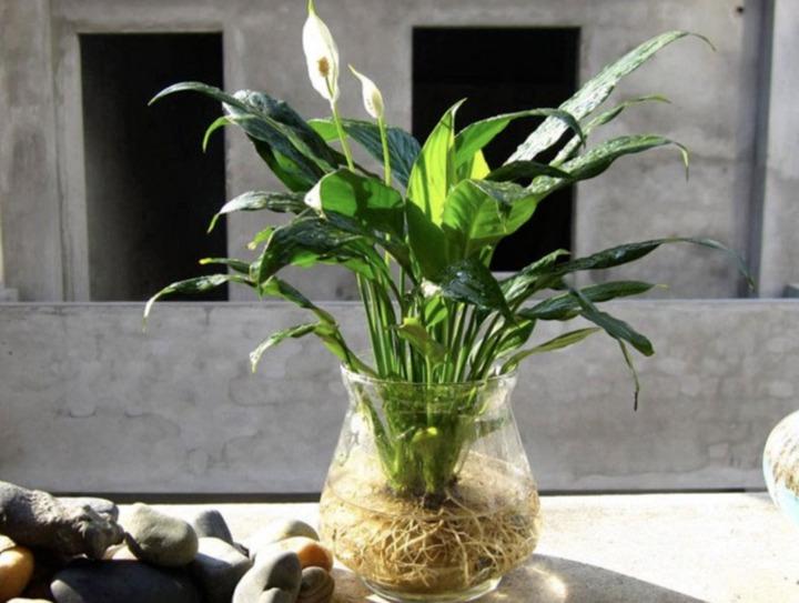 Có nên trồng cây lan ý trong nhà?-1