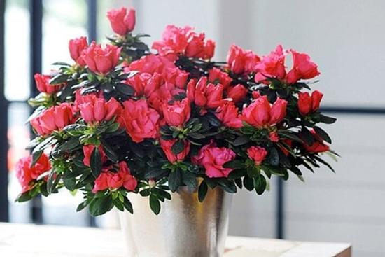 Ý nghĩa phong thủy của hoa đỗ quyên