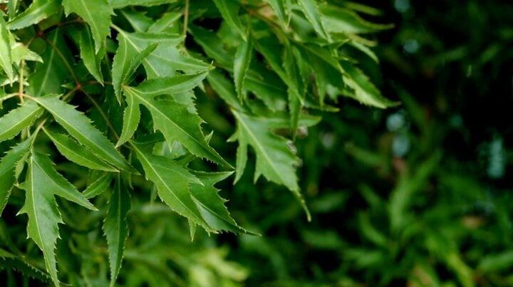 Tác dụng bất ngờ của đinh lăng trong làm đẹp-1