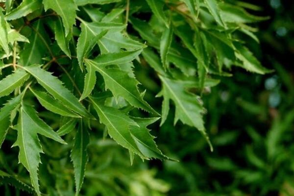 Có nên lột da làm đẹp tại nhà?-3