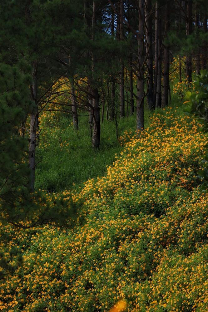 Đồi hoa dã quỳ đẹp điên đảo, được yêu thích nhất tại Đà Lạt năm nay-1