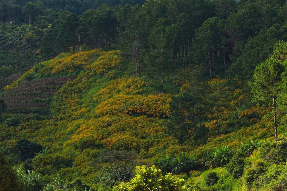 Đồi hoa dã quỳ đẹp điên đảo, được yêu thích nhất tại Đà Lạt năm nay-2