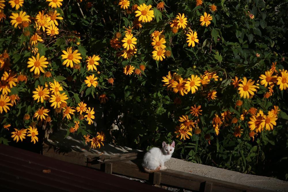 Đồi hoa dã quỳ đẹp điên đảo, được yêu thích nhất tại Đà Lạt năm nay-4