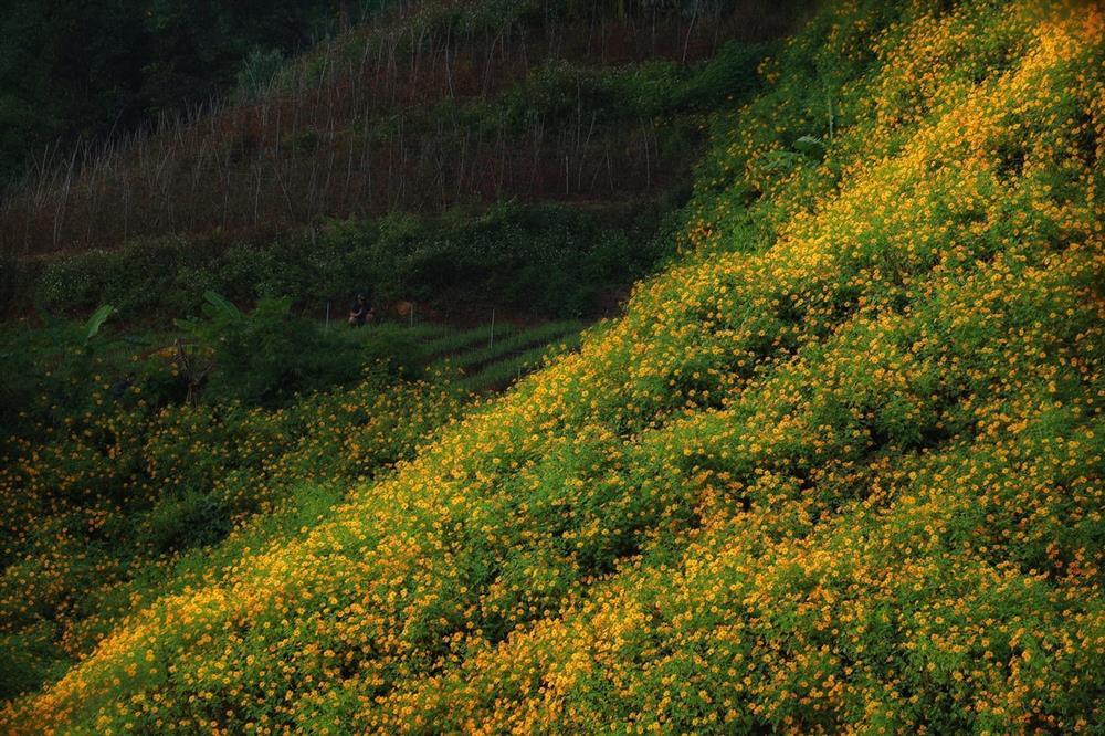 Đồi hoa dã quỳ đẹp điên đảo, được yêu thích nhất tại Đà Lạt năm nay-5