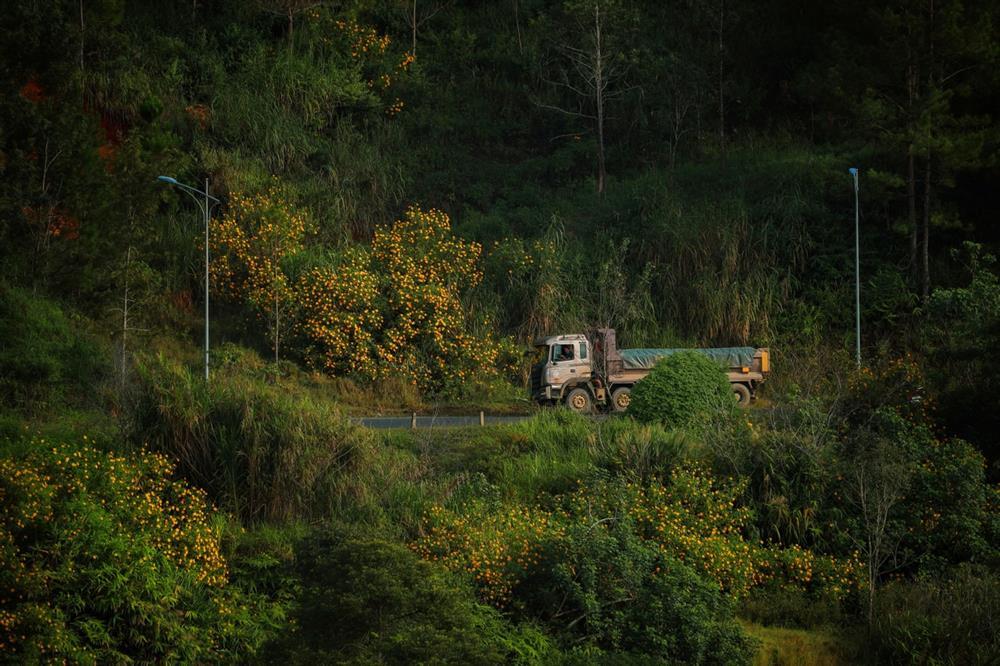 Đồi hoa dã quỳ đẹp điên đảo, được yêu thích nhất tại Đà Lạt năm nay-6