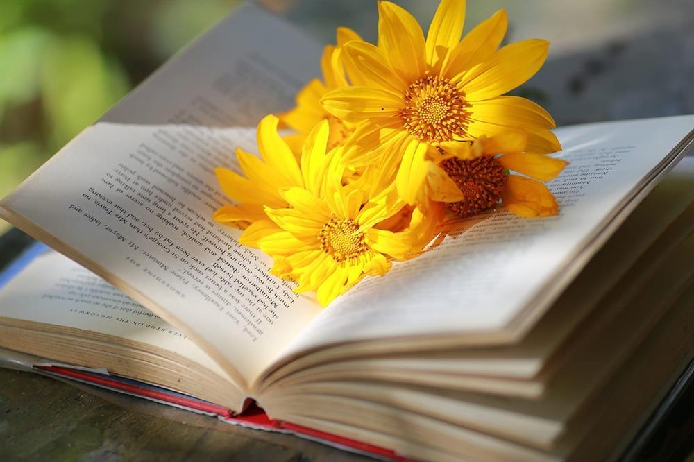 Đồi hoa dã quỳ đẹp điên đảo, được yêu thích nhất tại Đà Lạt năm nay-8