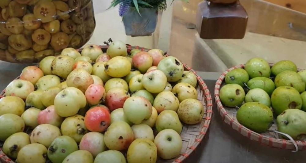 Bài thuốc từ táo mèo giúp ăn ngon miệng và điều hòa giấc ngủ-1