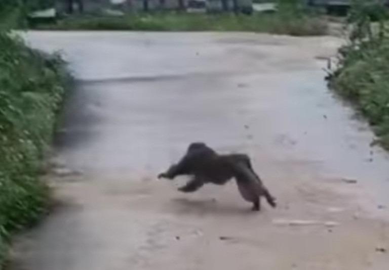 Khỉ tấn công khiến 3 người bị thương, 4 con chó chết-1