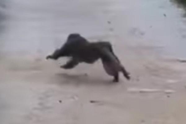 Vụ khỉ tấn công người ở Quảng Nam: Cấm truy lùng, săn bắn khỉ-2