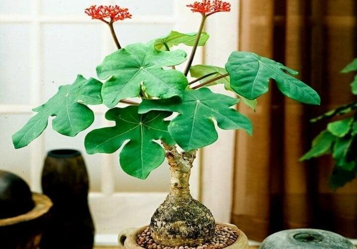 Cây ngô đồng cảnh có ý nghĩa gì?-1