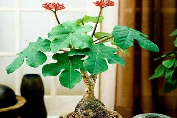 Ý nghĩa phong thủy của cây ngũ gia bì-2