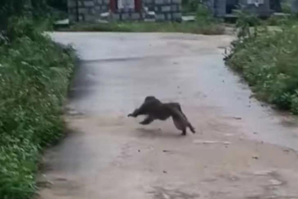 Vụ khỉ tấn công người ở Quảng Nam: Cấm truy lùng, săn bắn khỉ-1