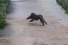 Vụ khỉ tấn công người ở Quảng Nam: Cấm truy lùng, săn bắn khỉ
