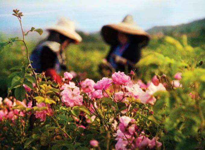 Quy trình sản xuất lọ nước hoa trăm triệu, Marilyn Monroe từng một thời mê đắm-5