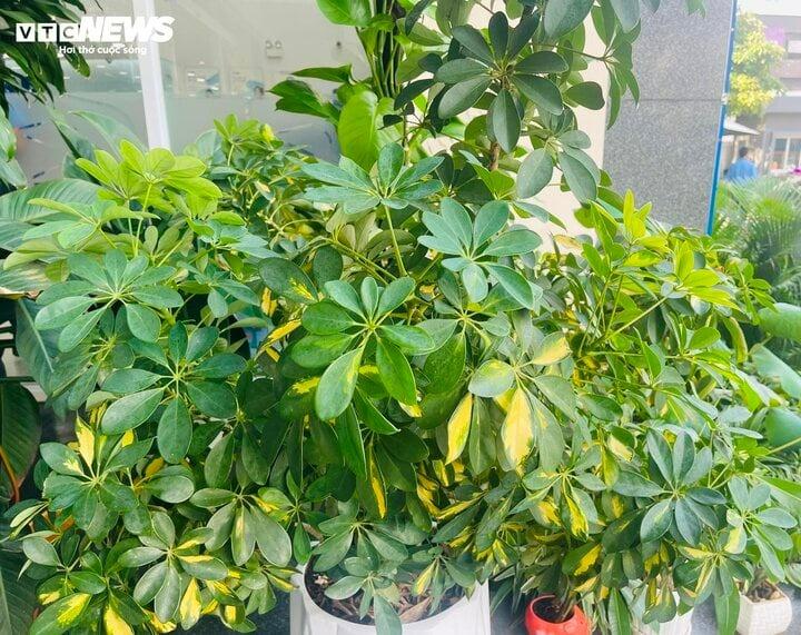 Ý nghĩa phong thủy của cây ngũ gia bì-1