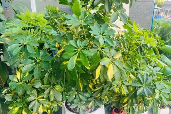 Có nên trồng cây cọ cảnh trong nhà?-2