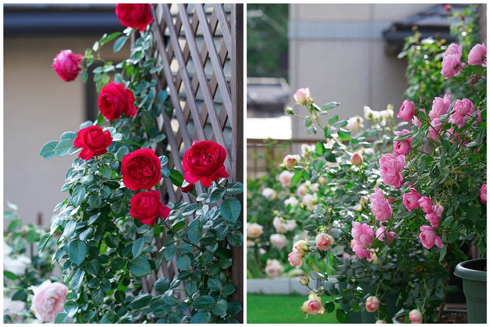 Chồng Nhật ngại tạo dáng, vợ Việt chờ 5 năm chụp ảnh cưới tuyệt đẹp 0 đồng-1