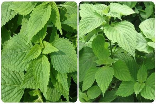 Điều gì sẽ xảy ra nếu bạn thường xuyên ăn lá kinh giới?-1