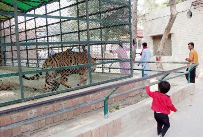 Nhảy vào chuồng thú dữ, du khách bị hổ ăn thịt-1