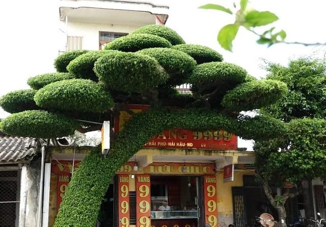 Cây sanh dáng độc hơn 40 tuổi ở Nam Định khiến ai cũng mê mẩn-2