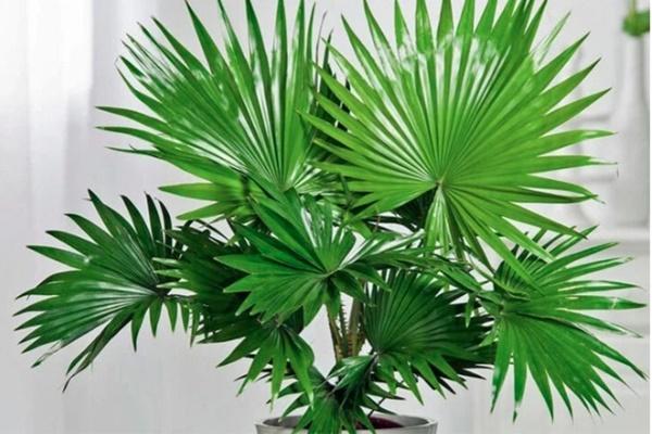 Có nên trồng cây ngâu trước nhà?-2