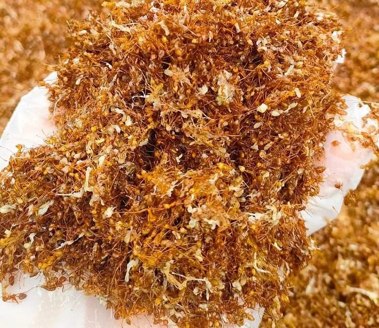 Loại côn trùng bé tí xíu có đầy rừng thành đặc sản, cửa hàng gom bán cả tạ-1