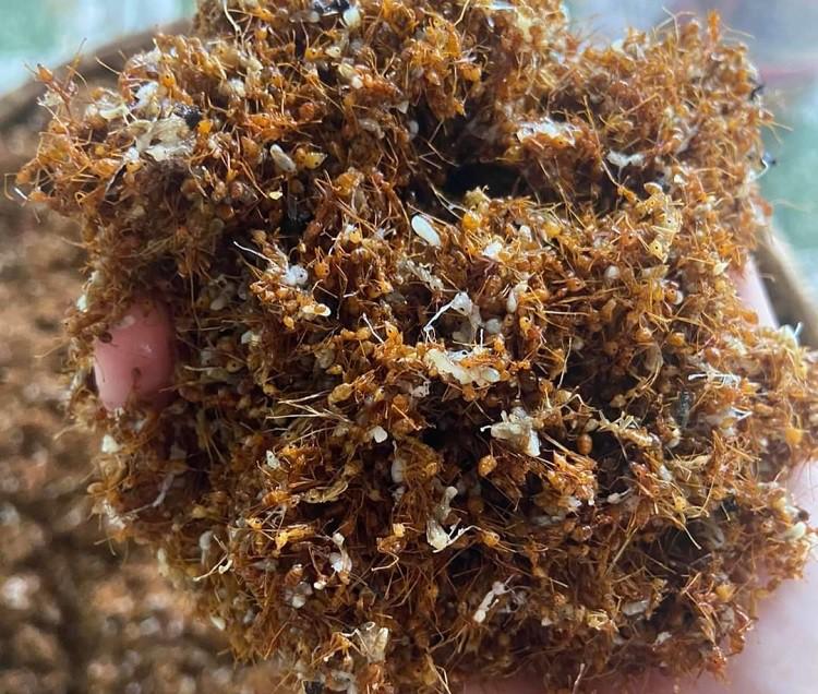 Loại côn trùng bé tí xíu có đầy rừng thành đặc sản, cửa hàng gom bán cả tạ-3