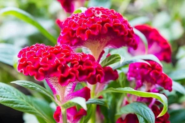 Ý nghĩa phong thủy của hoa súng-2