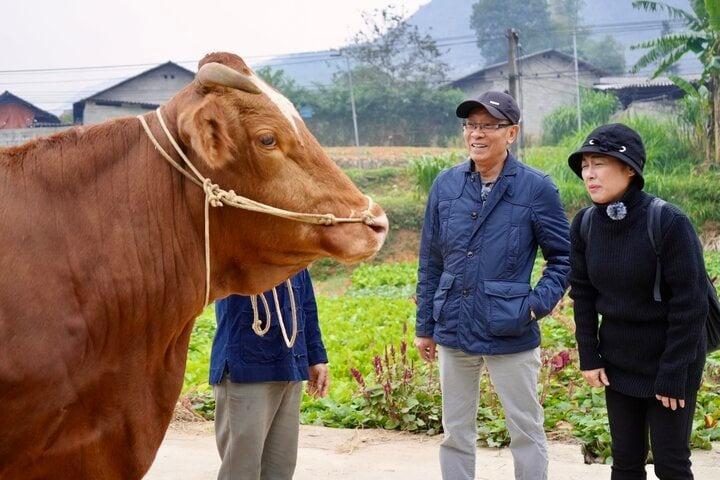 MC Lại Văn Sâm nhận thử thách dắt bò xuống chợ phiên Mèo Vạc để bán-1