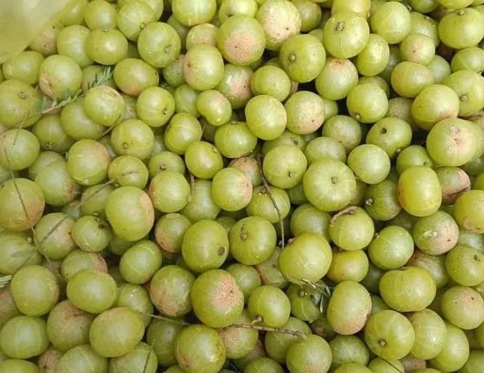 Loại quả khổ trước sướng sau lên cơn sốt: Nguồn gốc ở đâu?-2