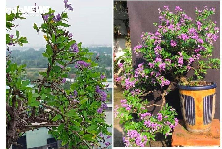 Ý nghĩa phong thủy của cây linh sam-1