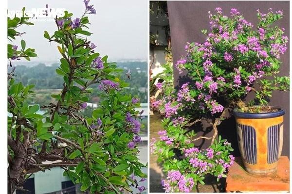 Ý nghĩa phong thủy của hoa súng-2