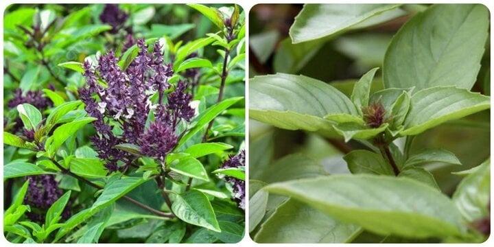 6 tác dụng của rau húng quế với sức khoẻ-1