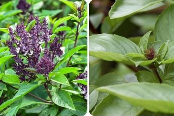 Loại rau được mệnh danh là vua các loài rau cực tốt cho sức khoẻ-2