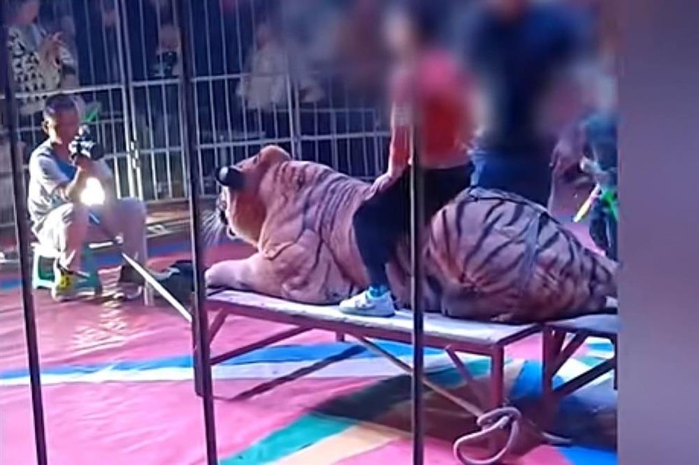 Rạp xiếc gây phẫn nộ khi cho trẻ em ngồi lên lưng hổ chụp ảnh rồi thu tiền-1