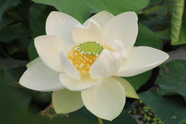 Thứ Bảy 16/12/2023: 3 con giáp gặp đại nạn nên mất lộc Thần Tài, sự nghiệp lao dốc-1