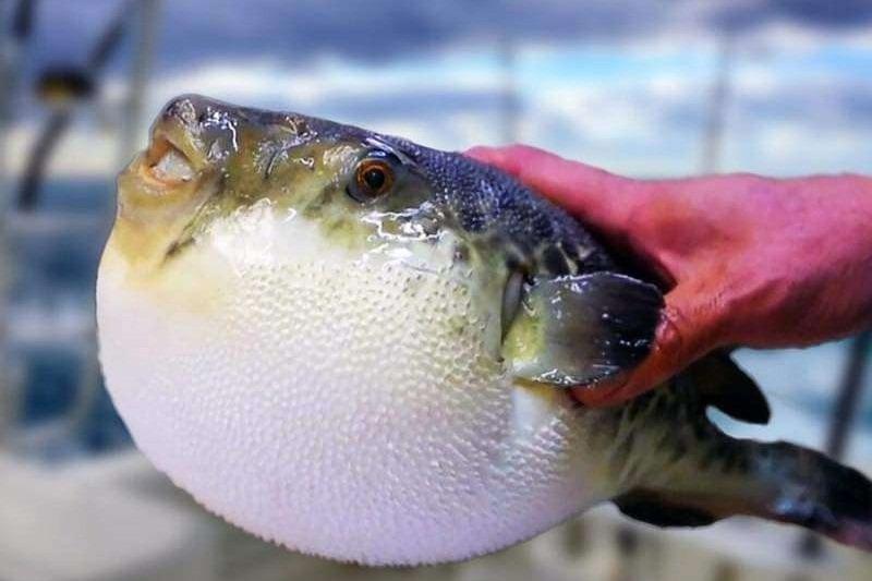 Một bệnh nhân ngộ độc, hôn mê sâu do ăn cá nóc-1