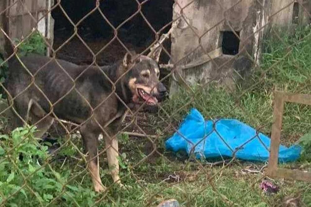 Ở nhà trọ một mình, nữ công nhân bị chó cắn tử vong-1