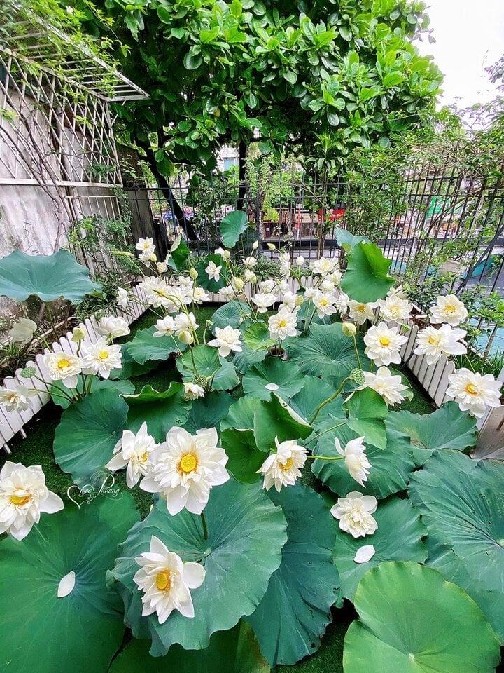 Cô giáo Hà Nội làm bản đồ Việt Nam bằng cúc họa mi gây sốt mạng-10