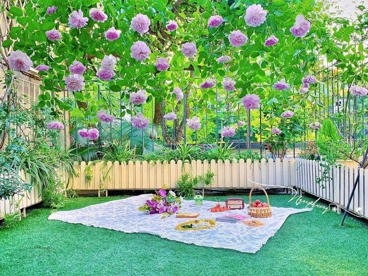 Cô giáo Hà Nội làm bản đồ Việt Nam bằng cúc họa mi gây sốt mạng-13