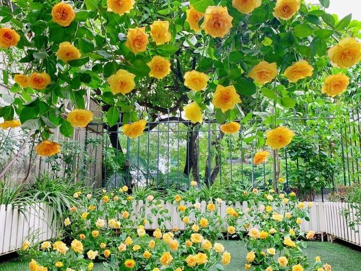 Cô giáo Hà Nội làm bản đồ Việt Nam bằng cúc họa mi gây sốt mạng-14