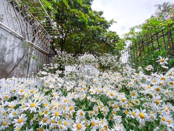 Cô giáo Hà Nội làm bản đồ Việt Nam bằng cúc họa mi gây sốt mạng-5